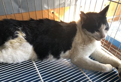 한국 고양이 이미지 파일 입니다.